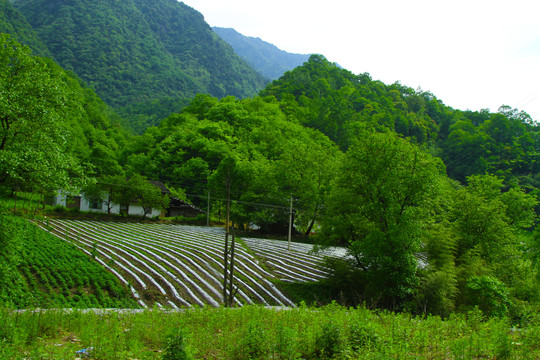 镇坪地膜八