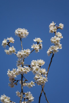 樱花花草三