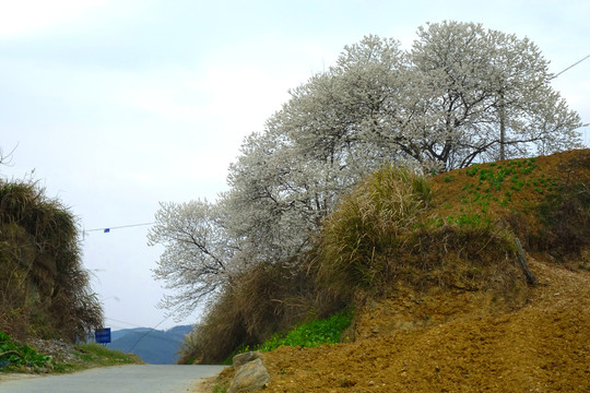 樱花花草八