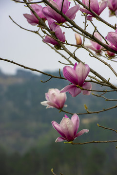 樱花花草四