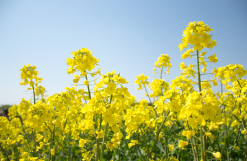 油菜花