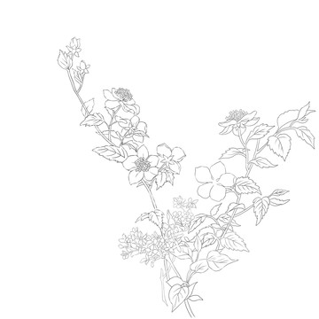 小花線稿