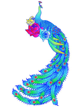 矢量富貴孔雀