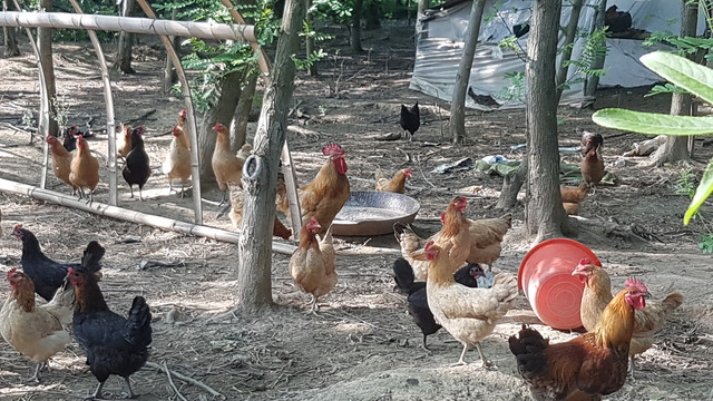 現代農場養殖