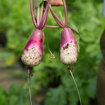 农场大棚蔬菜