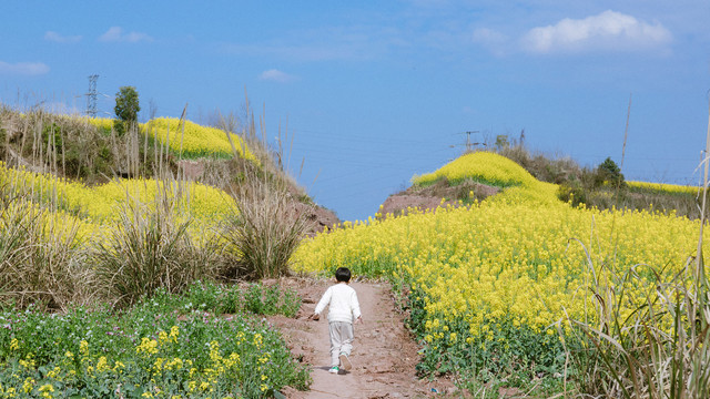 走进油菜花