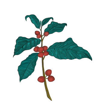 紅果手繪插畫