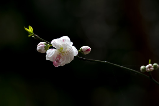 桃花