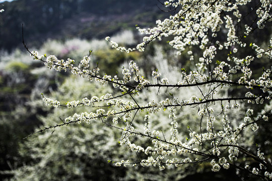 春暖花開