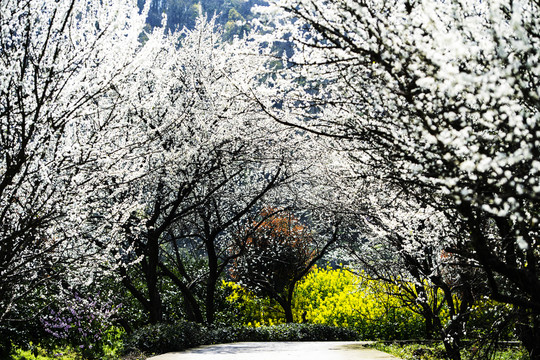 春暖花開