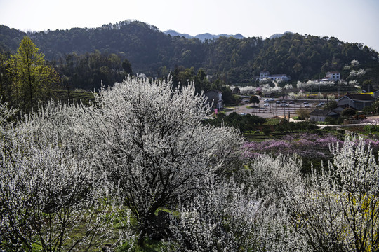 春暖花開