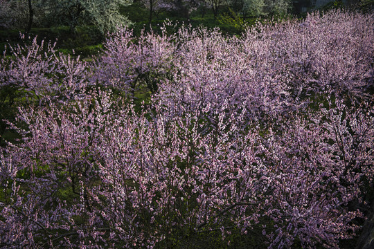 春暖花開