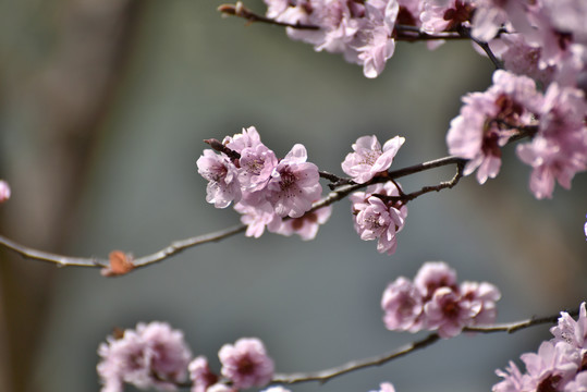 桃花