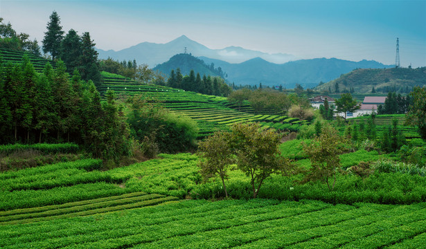 尧田生态茶园