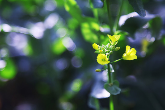 油菜花