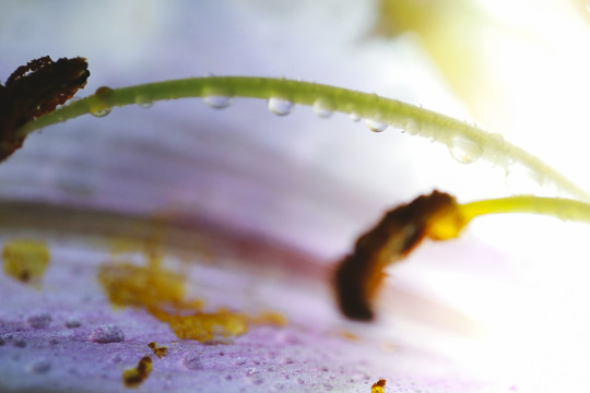 花蕊