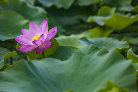 夏日荷花