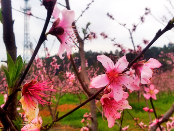 美丽桃花