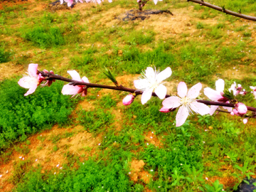 桃花枝