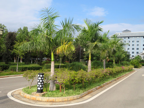 椰子树绿化