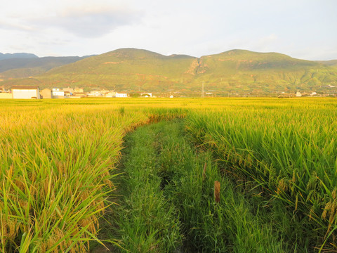 稻田