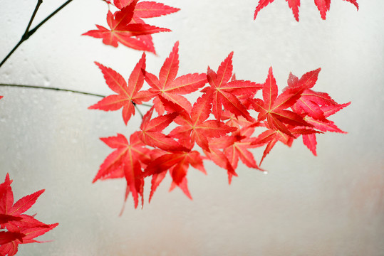 红枫树叶子