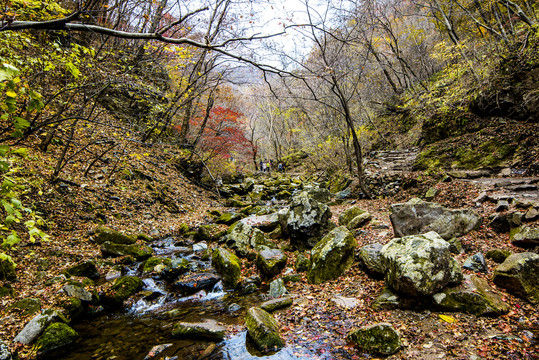 远山森林