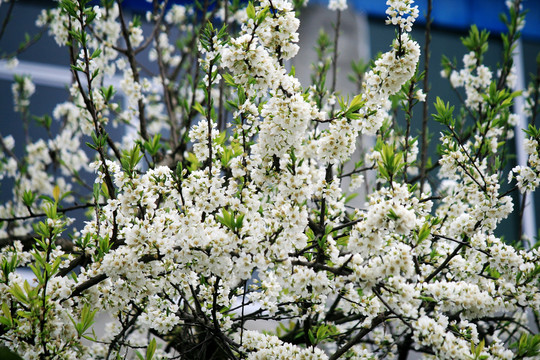 李子树开花