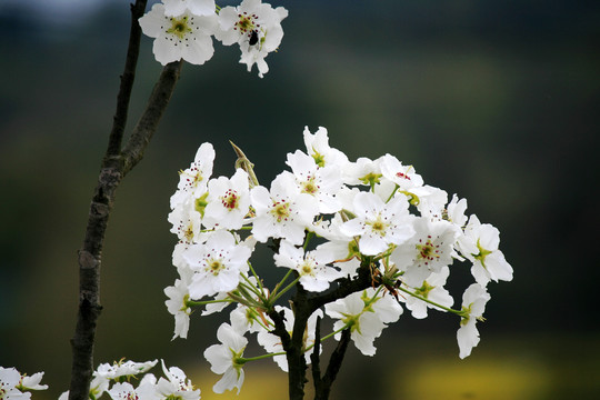 梨花