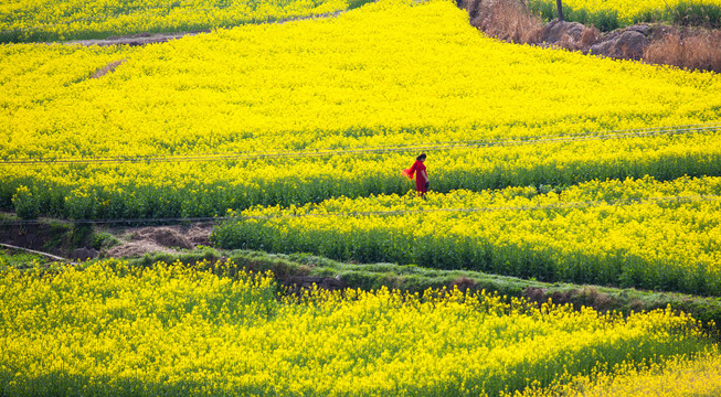 油菜花人像