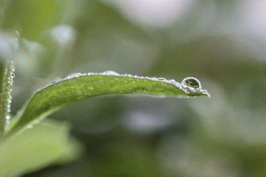 微距水珠嫩叶