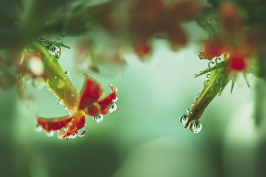 微距水珠花卉