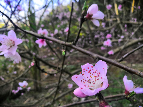 桃花盛开