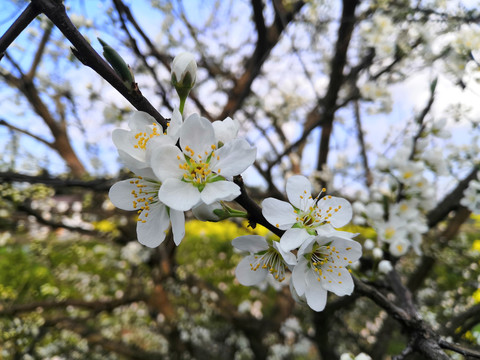 李树开花