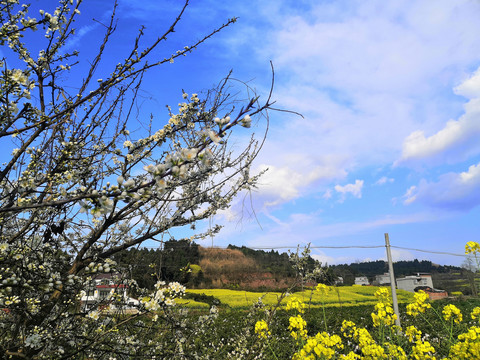 李树开花