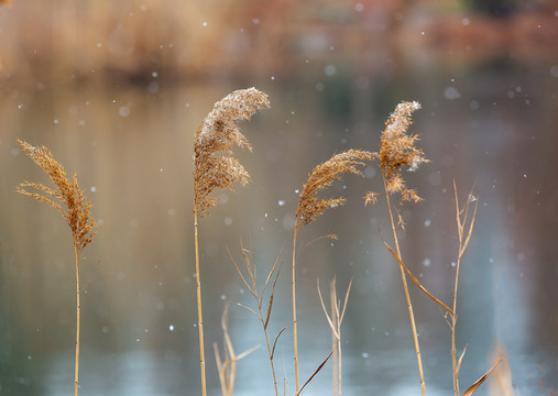 雪中的芦苇