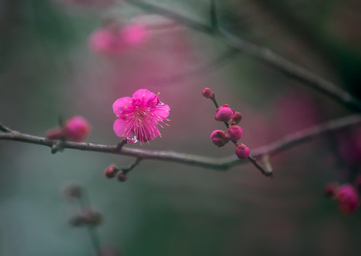 雨中的梅花