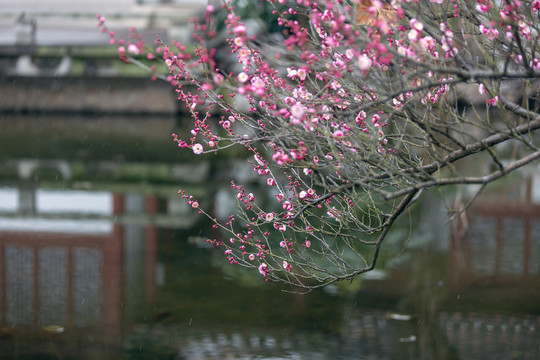 雪中的梅花