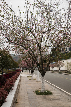 开满鲜花的道路