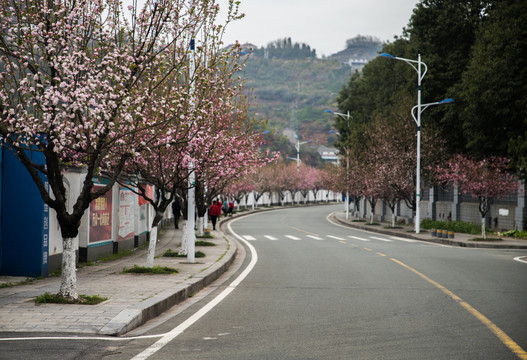 开满鲜花的道路