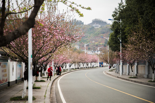 开满鲜花的道路