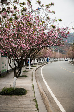 开满鲜花的道路