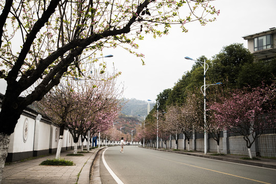 开满鲜花的道路