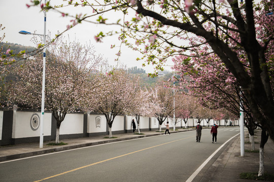 开满鲜花的道路