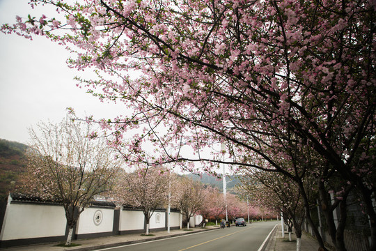 开满鲜花的道路