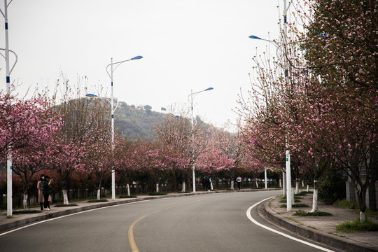 开满鲜花的道路