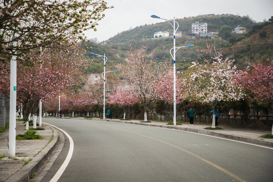 开满鲜花的道路