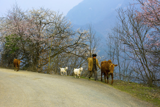 桃源风光八