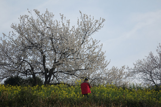 樱桃花开三