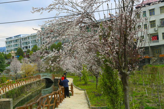 樱桃花八